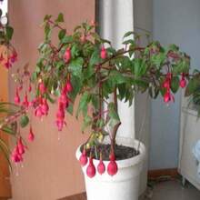 50 Pieces/Bag Fuchsia Seeds Potted Flower Seeds, Bonsai Seeds (No Tracking)