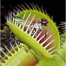 Dionaea Muscipula 100 Pieces Venus Fly Trap Plant Carnivorous Plant Seeds - Variant1 - View 5