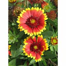 100 Tianren Chrysanthemum Seeds Potted Plant Seeds Tree Seedlings Decoration 1000 Chrysanthemum Seeds Suitable For Planting, Perennial Flower Seeds Non GMO Traditional Seeds Deep Red, Red, Pink, Yellow, Orange Chrysanthemums, Natural Fragrance, Air Purification, Uninterrupted Garden Pot Planting All Year Round - 100粒菊花種子 - 查看 2