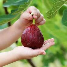 Seedlings Potted Ground Planted Dwarf Orchard Tree Seedlings, Suitable For Northern And Southern Regions, Bearing Fruit In The Same Year 609 ,Fruitful Variety Seed Assortment,High Germination Rates - 500 Seeds - View 3
