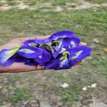 Butterfly Pea Seeds (Clitoria Ternatea)
