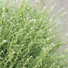 244 Pieces Wholesale 200 Perennial Seeds