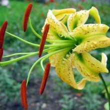 There Is Lilium Henryi.Citranum Tiger Lily 100 Seeds - Variant1 - View 5