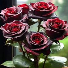 322 Pieces Black Buck Black Red Rose Seeds Four Seasons Easy-To-Live Indoor And Outdoor Balcony Planting - 322 - 查看 2