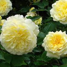 The Pilgrim Rose Seeds - Perennial, Open-Pollinating, Deciduous, Beautiful Blooming Flowers -Planting In Fall/Early Spring - SEED - View 9