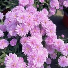 179pcs Heirloom New York Daisy And Moon Garden Seeds - Easy To Grow Flowers In All Seasons - Bright Purple Plum And Black Eyed Susan Varieties For Balcony Or Potted Garden