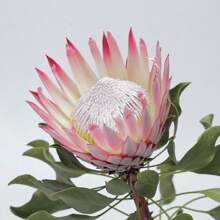 Color Mix 100 Pieces Heirloom Protea Flower Seeds For Indoor And Outdoor Planting - Decorative Large Flowers Garden Seeds, Non-GMO - 1Pack - 查看 2