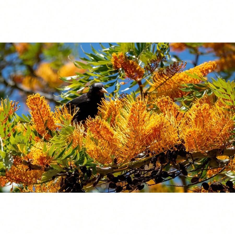 35 Silk Oak Orange Flowers Southern Silver Oak Grevillea Robusta Seeds