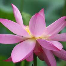 The Seeds Of Maverick SUPSEED 40 Mixed Colors Pot Lotus Seeds - Strange Water Chestnut Plant Seeds, Suitable For Pond Decoration And Home Gardening