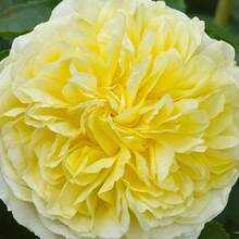 The Pilgrim Rose Seeds - Perennial, Open-Pollinating, Deciduous, Beautiful Blooming Flowers -Planting In Fall/Early Spring - SEED - View 8