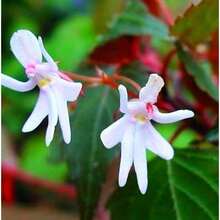 Mixed Butterfly Orchid, Orchid Seeds, Blooming Plants, Beautiful Potted Plants, Eye-Catching Decorations