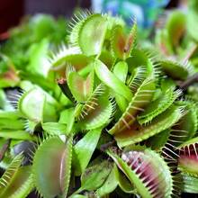 Seeds Gift 500Pcs Dionaea Muscipula Venus Flytrap Flower Seeds - 10 Seeds - Variant1 - View 2