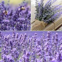 Lavender Seeds For Planting Flower Seeds Pack
