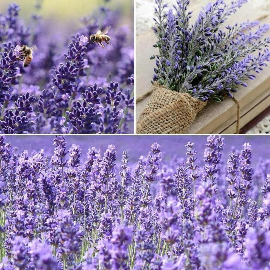 Lavender Seeds For Planting Flower Seeds Pack