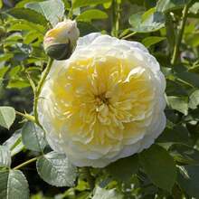 The Pilgrim Rose Seeds - Perennial, Open-Pollinating, Deciduous, Beautiful Blooming Flowers -Planting In Fall/Early Spring - SEED - View 4