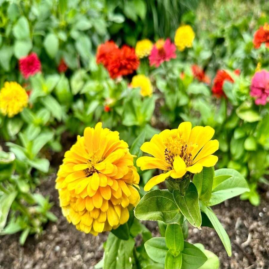 Dahlia Flowered Mix Zinnia Seeds - Zinnia Elegans - Pretty & Pollinator Friendly