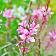 300+ Square Gaura Flower Seeds For Planting - Romanti Plants Live  Vegetable Seeds Hosta Plants Live Plants Garden Flower Seeds Plants For Outdoor Semillas De Flores Para Sembrar Garden  All  Live Plants Not Seeds Live Plants  Plants For Outdoor Mosquito Repellent Square Plants Seeds For Planting Live Plants  Not Seeds Square Flower Seeds Plant Seeds