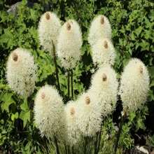 100 BEAR GRASS Aka Bear LILY Beargrass Ornamental Xerophyllum Tenax Flower Seeds