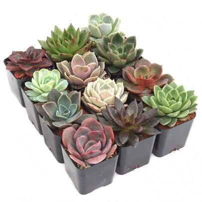 Echeveria (6-20 Plants) Various Unique - 2inch Live Succulent Plants In A Pot 606 ,Fruitful Variety Seed Assortment,High Germination Rates