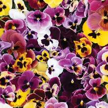 Premium Viola X Wittrockiana 'King Size' Seeds - Giant Mother-Of-Peter For Living Gardens - Colors - Organic - Floral Beauty