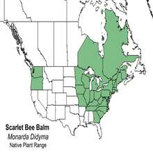 Scarlet Bee Balm (Monarda Didyma) Package With 25 Seeds With FREE Shipping