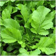Rare Florida Broadleaf Mustard Seeds Non-GMO Heirloom Garden Plants Live   Vegetable Seeds Seeds Hosta Plants Live Plants Plants Gardening Flower Seeds Plant Flowers For Outside Semillas De Flores Para Sembrar Gardening  All  Live Plants Not Seeds Live Plants  Plants For Outside Mosquito Repellent Outdoor Garden Perennial Plants Seeds For Planting Live Plants  Not Seeds Perennial Flower Seeds Plant Seeds