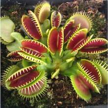 Dionaea Muscipula 100 Pieces Venus Fly Trap Plant Carnivorous Plant Seeds - Variant1 - View 3