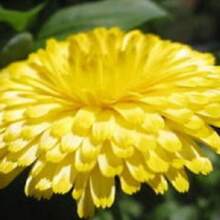 174 Pieces Beauty Yellow Ringel Flower Calendula Officinalis Flower Seeds Plants Live  Vegetable Seeds Hosta Plants Garden Flower Seeds Plants For Outdoor Semillas De Flores Para Sembrar Garden  All  Plants For Outdoor Mosquito Protection Outdoor Garden Plants Seeds For Planting Perennial Flower Seeds Plants - 174 - 查看 3