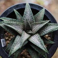 150 Pieces Aloe Vera Seeds Rare Herb Seeds Cosmetic Bonsai Succulent Seeds