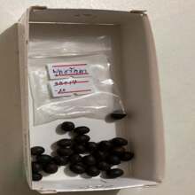 10 Seeds - Hellrosa Canna