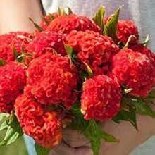 Celosia Chief Persimmon Flower Seed 25 - SEED - View 1