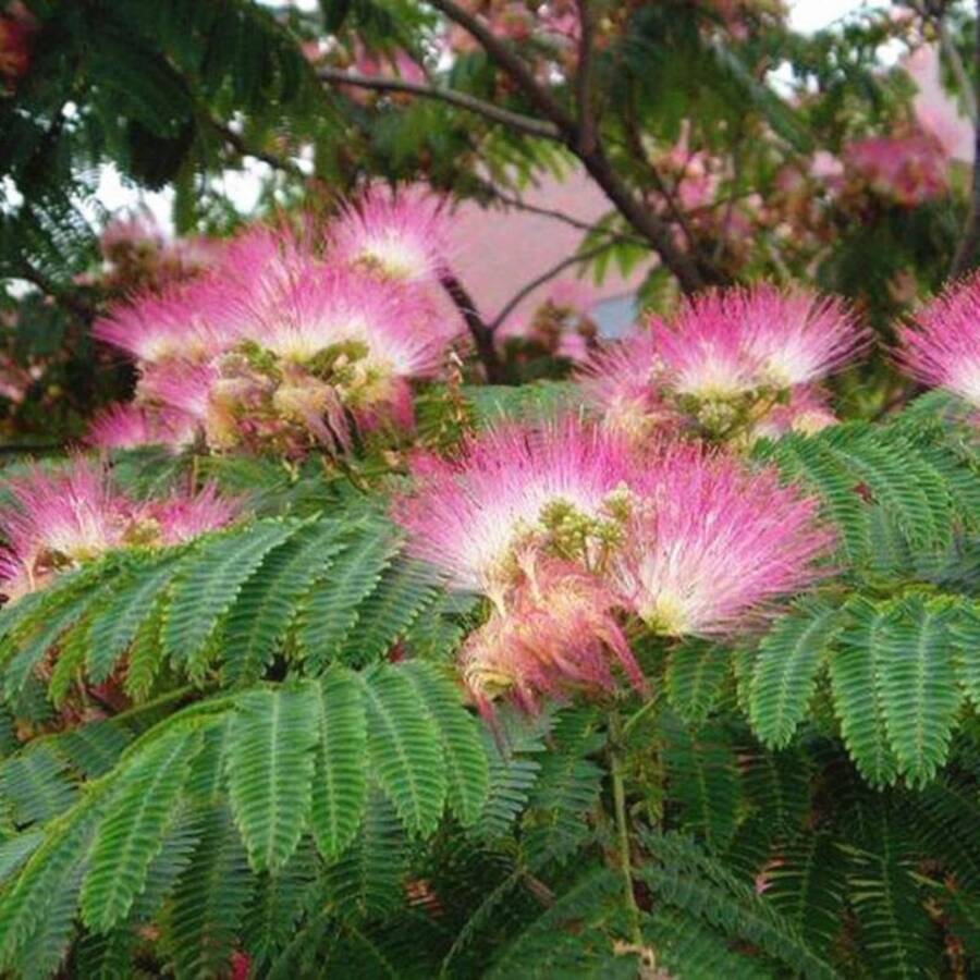 120 Pieces Mimosa Tree Seeds  Pink Silk Flower Plant Bonsai