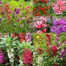 240pcs Amaranth Seed Blends Can Be Used To Grow Amazing Home Garden Flowers.Non-GMO Traditional Garden Seeds.Open Pollinated Seeds That Require Less Care