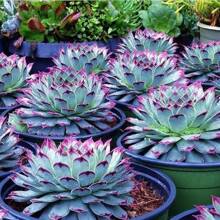 150pcs Mixed Rare Succulent Seeds, Mult-Color Indoor/Outdoor Plant