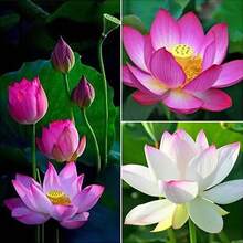 The Seeds Of Maverick SUPSEED 40 Mixed Colors Pot Lotus Seeds - Strange Water Chestnut Plant Seeds, Suitable For Pond Decoration And Home Gardening