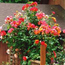 Climbing Fuchsia Roses - Choose The Color- 20 Seeds -Code381