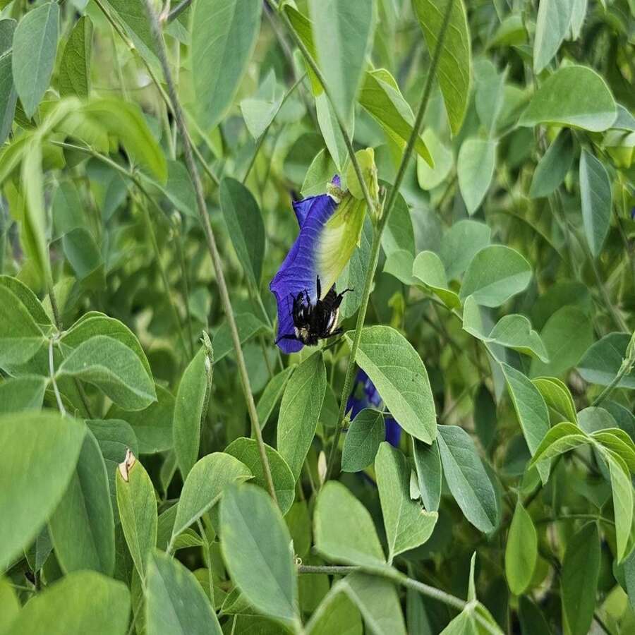 Butterfly Pea Seeds (Clitoria Ternatea)
