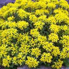 Garden Plant 1000 Seeds Goldmoss Sedum Golden Acre Sedum Stone Cross Goldmoss Ground Cover Flower Seeds Home Garden