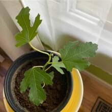 Rare Golden Dwarf Jujube Tree Seeds, Suitable For Planting Fig Fruit Plants Plants Heirloom Flowers