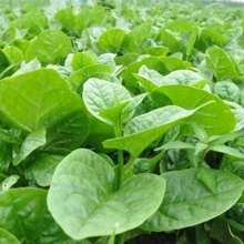 Large-Leaf Auricularia Auricula Seeds High-Yield Planting Rapeseed Large Round-Leaf Four-Season Vegetable Seeds Seedlings Vegetable Seeds 800 Seeds