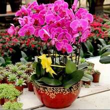 200pcs Orchid Seeds Butterfly Orchid Seeds Suitable For Home Garden Decoration Plants