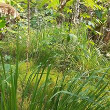 Lemongrass Seeds Lemon Grasss Mosquito Non GMO - SEED - View 2