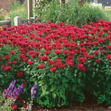 Scarlet Bee Balm (Monarda Didyma) Package With 25 Seeds With FREE Shipping