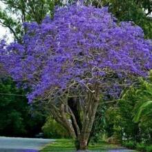 Jacaranda Mimosifolia Tropical Tree Plant Purple Showy Blooms Jacaranda Tree Seeds For Planting - 20pcs - View 3