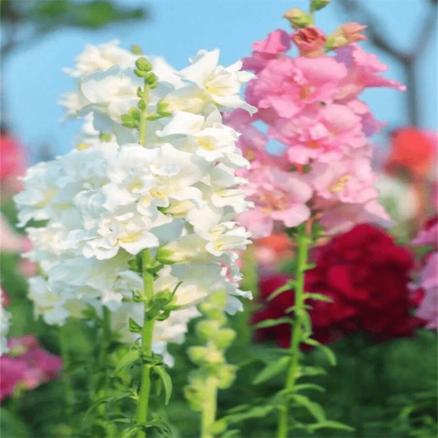 Giardinaggio Fiorito 550 Semi Di Eustoma Grandiflorum - Fiori Da Giardino Perenni Per Balcone E Interni Semi Decorativi Esterni