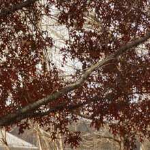 Scarlet Oak Tree Seedling (Quercus Coccinea) Cuckoo Clock Leaf Deep Woods Seed Acorn Deep Red Color Fall Forest Look PRE  April 29th