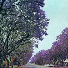 Jacaranda Mimosifolia Tropical Tree Plant Purple Showy Blooms Jacaranda Tree Seeds For Planting - 20pcs - View 2
