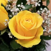Color Mix 100 PCS Yellow Rose Seed Symbol Of Friendship Perennial Rosa Bush Shrub Striking Landscaping Plant Easy Cultivating - 100 - View 1
