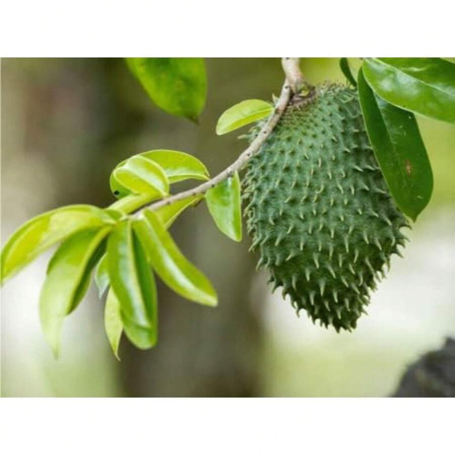 10 Soursop, Graviola, Guanabana, Paw-Paw, Sirsak, Stachelkastanie, Annona Muricata Seeds - Exotic Fruit With White Flesh, Seeds - 10 PCS - View 1