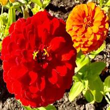 Dahlia Flowered Mix Zinnia Seeds - Zinnia Elegans - Pretty & Pollinator Friendly